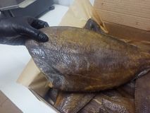 ПАЛТУС ХОЛОДНОГО КОПЧЕНИЯ БЕЗ ВАКУУМА