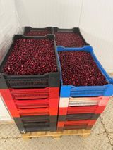 КЛЮКВА СВЕЖАЯ